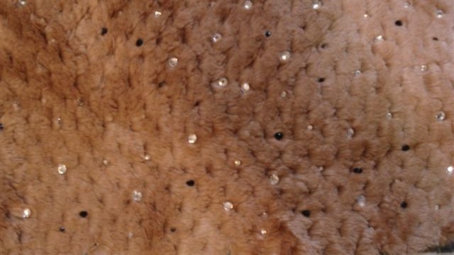collection 4 strass+cut steel on springed shorn beaver
